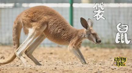 现实中的袋鼠(口袋动物园)