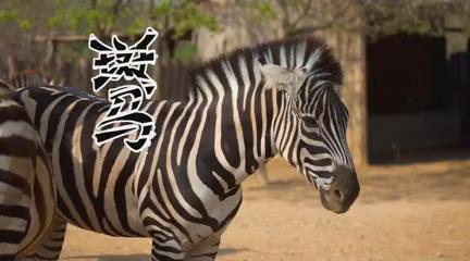 现实中的斑马(口袋动物园)